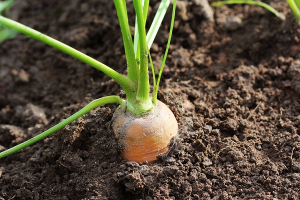 healthy eating consept carrot growing