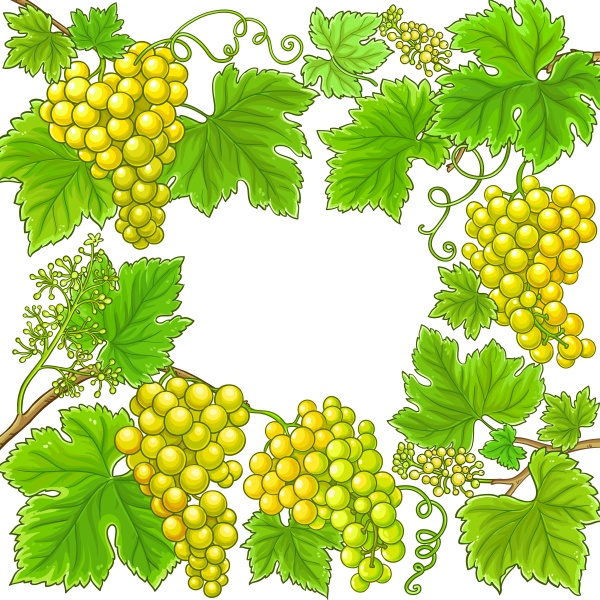 grapes branches vector frame on white