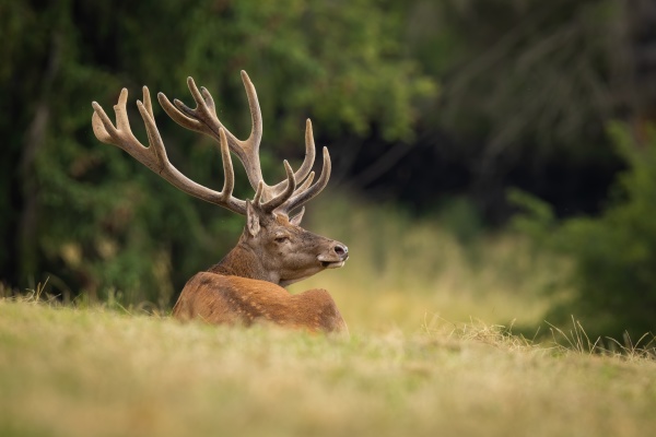 tranquil red deer lying on grassland