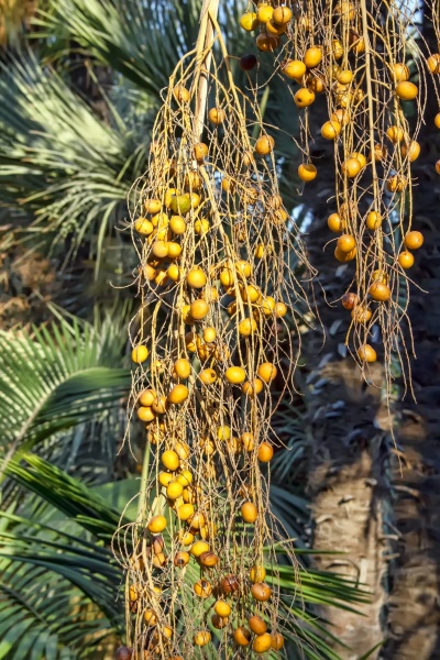 Media-id 31130955