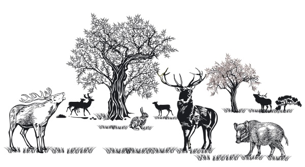 deer and other wild animals in