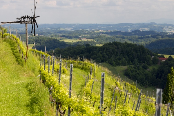 vineyard with windmill called klapotetz in