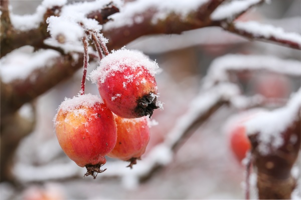 little apples in winter with ice