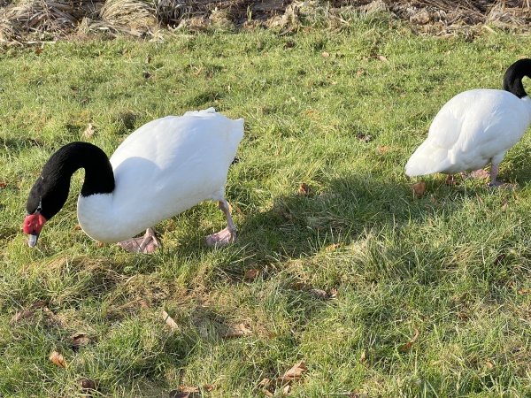 black necked swan swan cygnus