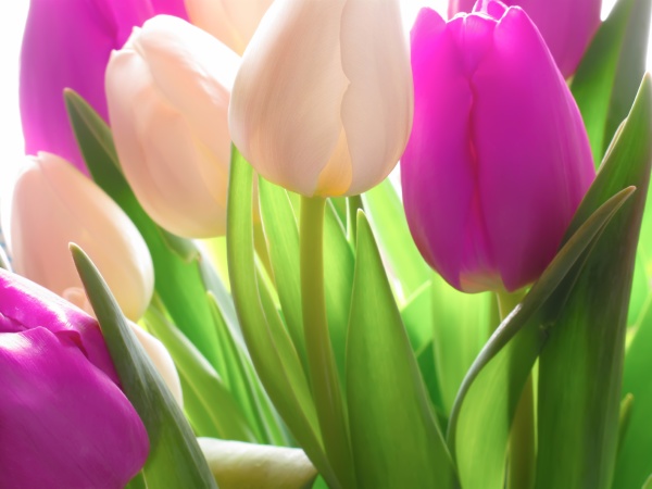 tulips springtime beauties