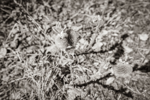 fluffy wild plants on veslehodn veslehorn