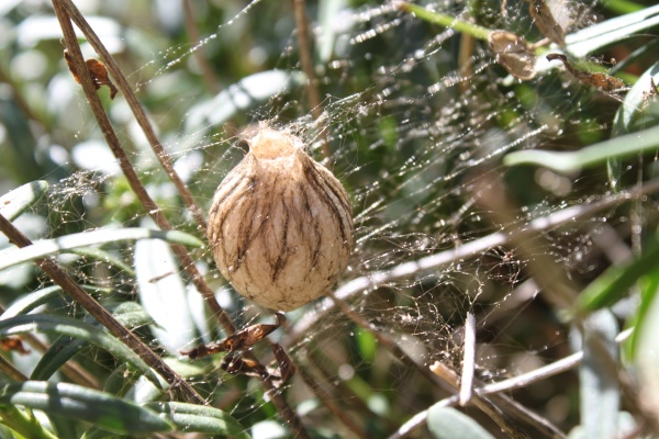 spider eggs in the garden