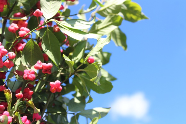 spindle tree in front of the
