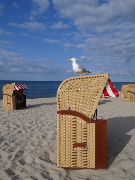 baltic sea impressions seagull on