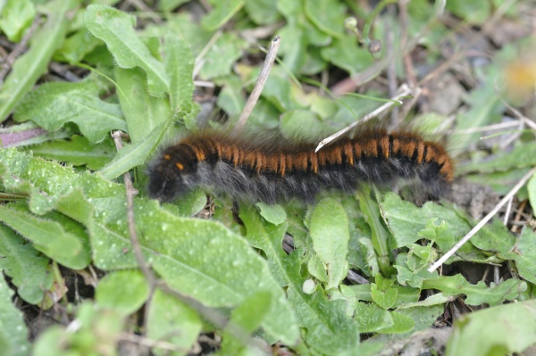fox moth caterpillar on grass