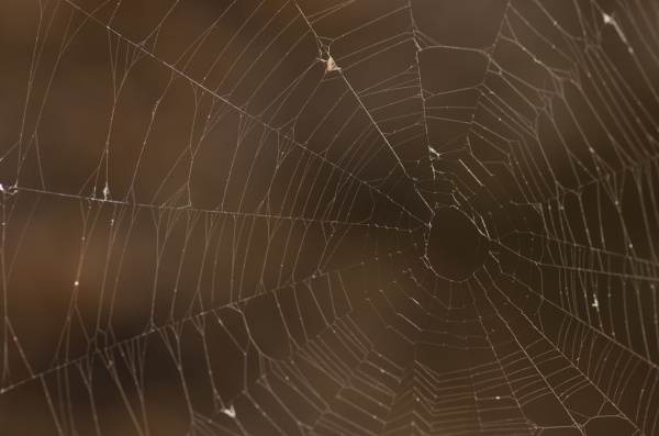 spider web in the nublo rural