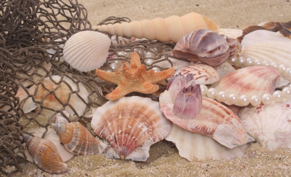 sea shells on sand with fishing