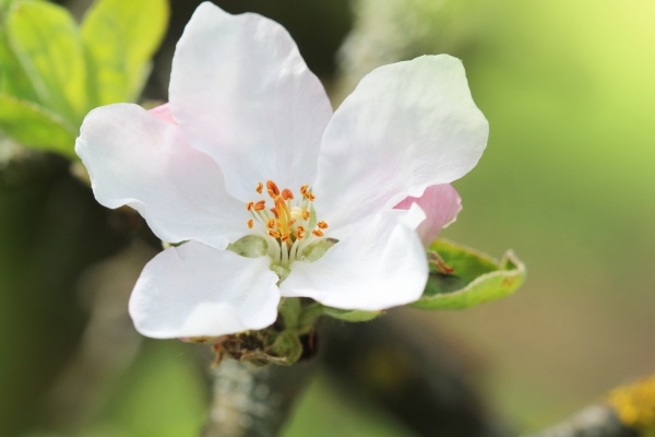 spring apple blossom background beautiful