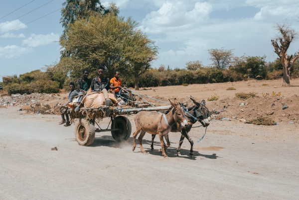 ethiopian horse drawn carriage on the