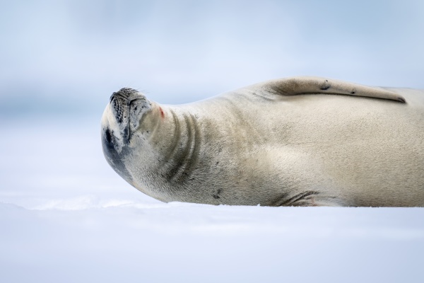 close up of crabeater seal dozing