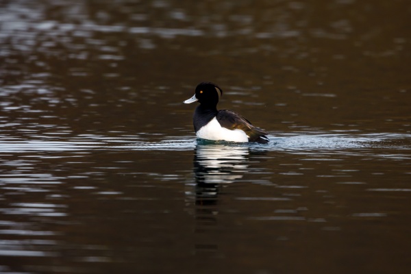 a tufted ducks on a river