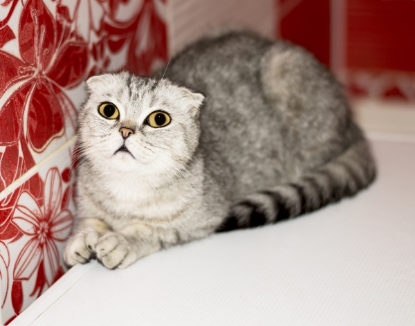 scottish fold tabby gray cat