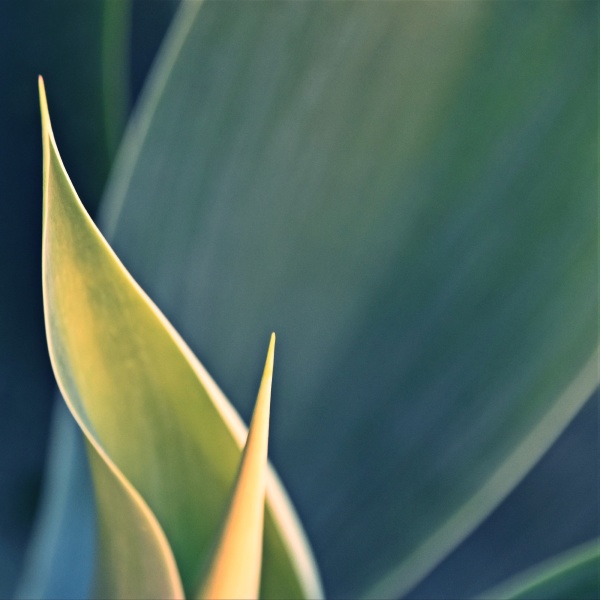 close up of blue agave leaves