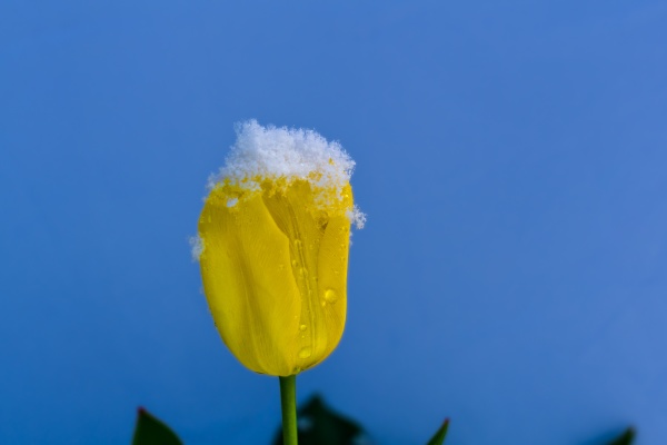 snowy tulip in april