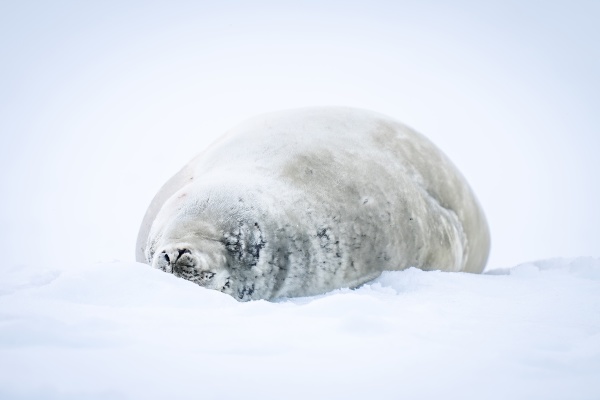 crabeater seal lies asleep on snowy