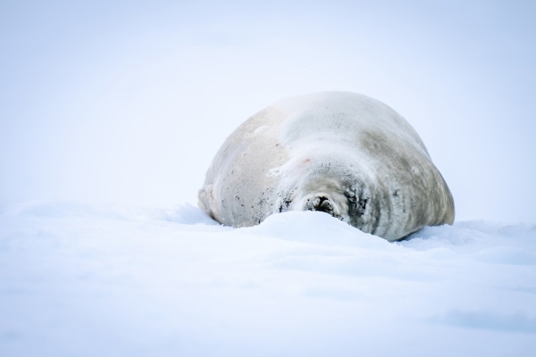crabeater seal lies sleeping behind icy