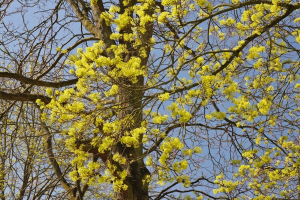 spring in bielefeld tree blossom