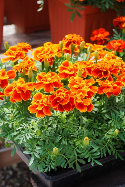 tagetes patula french marigold in bloom