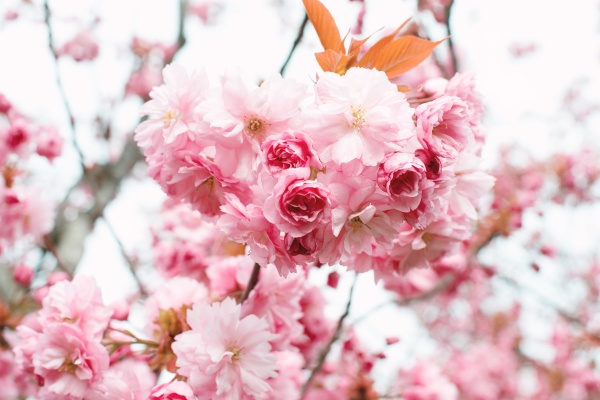 tree with pink flowers in springtime