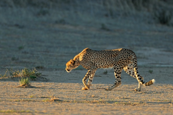 cheetah stalking in natural habitat