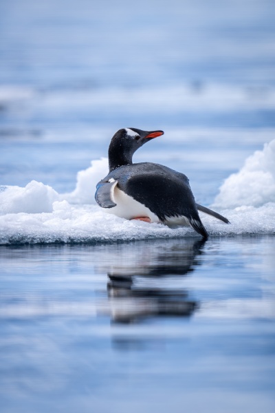 gentoo penguin lying on ice turning