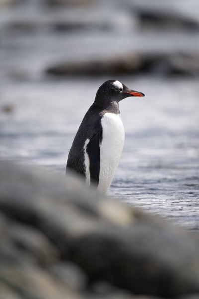 gentoo penguin stands in shallows behind