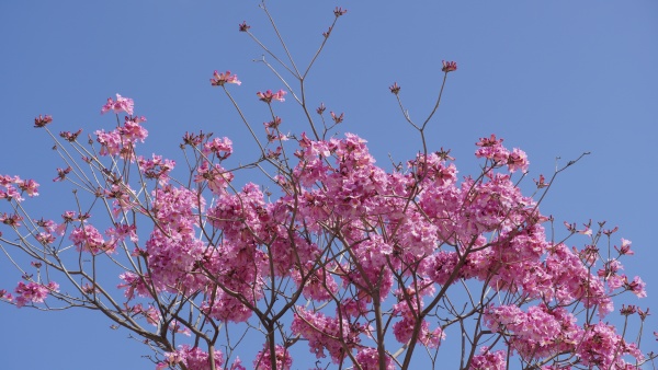 pink trumpet tree handroanthus impetiginosus