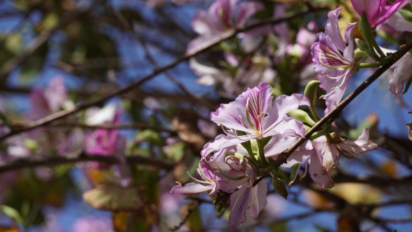 bauhinia purpurea tree blossoming in israel