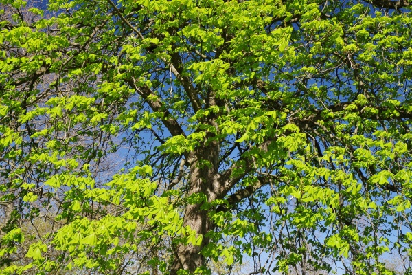 spring tree blossom eastwestphalia