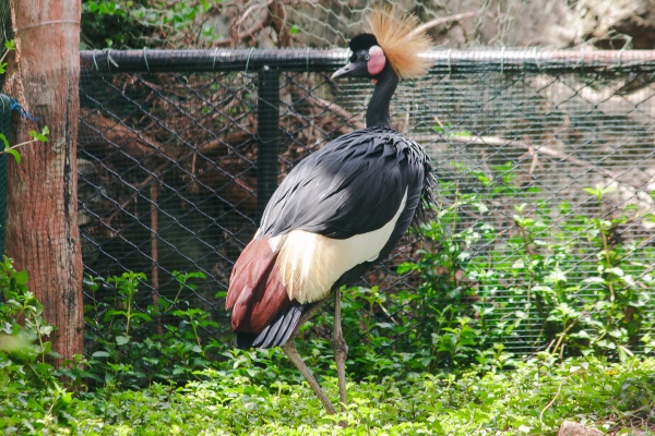 black crowned crane is a bird