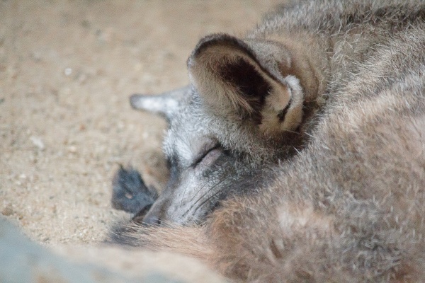 bat eared fox is sleeping as