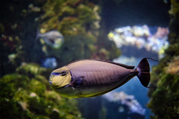 bignose unicornfish naso vlamingii fish underwater