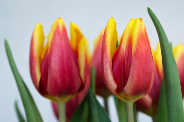 blooming tulip flowers