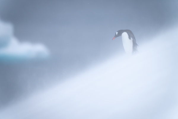 gentoo penguin stands looking down snowy