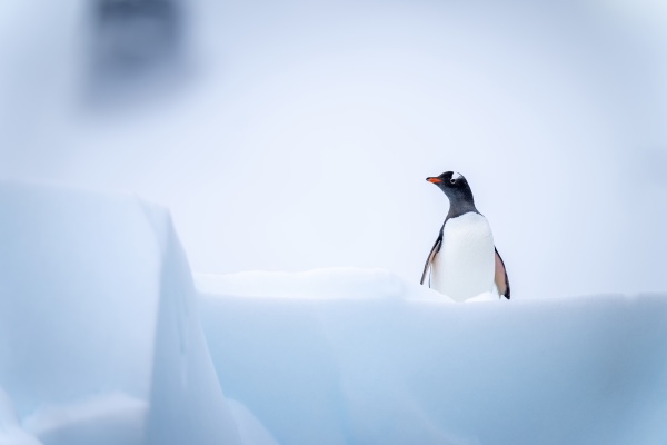gentoo penguin stands on iceberg facing
