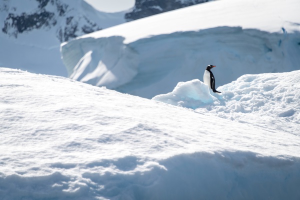 gentoo penguin stands on iceberg in