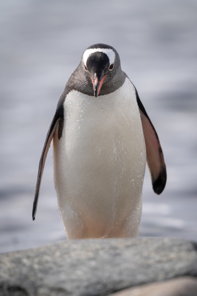 gentoo penguin stands with rock hiding