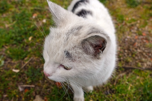 close up diseased stray cat white