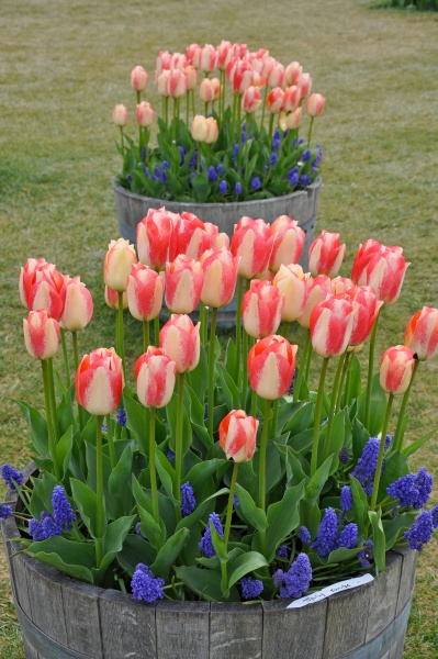 two tulips planters