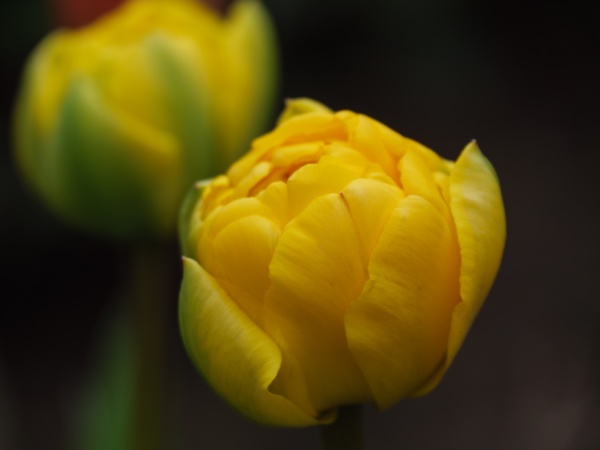 tulips in german garden
