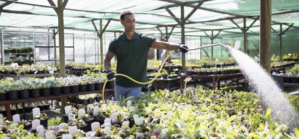 male plant nursery worker watering plants