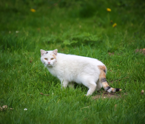 a white cat in the grass
