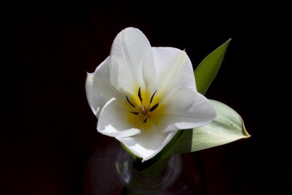 white developing tulip flower 3