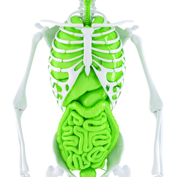 human skeleton with internal organs