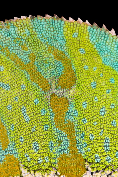 chameleon skin close up with jagged